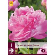 Trajnica Paeonia Alexander Fleming (Pionija) 1 kos JUB