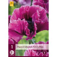 Trajnica Papaver orientale Patty's Plum (mak) 1 kos JUB