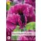 Trajnica Papaver orientale Patty's Plum (mak) 1 kos JUB