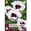 Trajnica Papaver orientale Perry's White (mak) 1 kos JUB