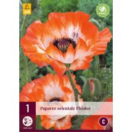 Trajnica Papaver orientale Picotee (mak) 1 kos JUB