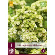   Trajnica Phlox Paniculata Orchide Green (plamenast cvet) 1 kos JUB