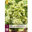 Trajnica Phlox Paniculata Orchide Green (plamenast cvet) 1 kos JUB