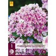   Trajnica Phlox Paniculata Sherbet Blend (Plamenast cvet) 1 JUB
