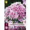 Trajnica Phlox Paniculata Sherbet Blend (Plamenast cvet) 1 JUB
