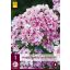 Trajnica Phlox Paniculata Sherbet Blend (Plamenast cvet) 1 JUB