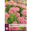 Trajnica Sedum Herbstfreude 1 JUB