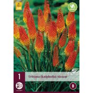 Trajnica Tritoma (Kniphofia) Alcazar (Torch Lily) 1 JUB
