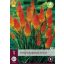 Trajnica Tritoma (Kniphofia) Alcazar (Torch Lily) 1 JUB