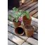 Lončki iz šote Growing pot premera 8 cm, 20 kosov, natur