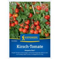 Češnjev paradižnik Ampelo Rot F1 Kiepenkerl 12 semen