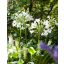 Trajnica Agapanthus africanus Albus 1 kos JUB