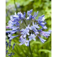 Trajnica Agapanthus Blue Giant 1 kos JUB