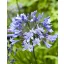 Trajnica Agapanthus Blue Giant 1 kos JUB