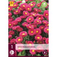 Trajnica Aster dumosus Jenny 1 kos JUB