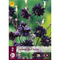 Trajnica Aquilegia Black Barlow 2 kosa JUB