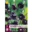 Trajnica Aquilegia Black Barlow 2 kosa JUB