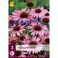 Večletna Echinacea purpurea (kasvirág) 3 kosa JUB