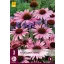 Večletna Echinacea purpurea (kasvirág) 3 kosa JUB