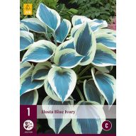 Trajnica Hosta Blue Ivory 1 kos JUB
