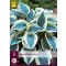 Trajnica Hosta Blue Ivory 1 kos JUB