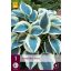 Trajnica Hosta Blue Ivory 1 kos JUB