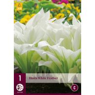Trajnica Hosta White Feather 1 kos JUB