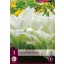 Trajnica Hosta White Feather 1 kos JUB