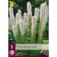 Trajnica Liatris floristan White 5 kos JUB