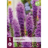 Trajnica Liatris spicata 5 kosov JUB