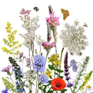   Mešanica semen avtohtonih madžarskih cvetlic Divje cvetlice Mati cvetnega prahu 5g