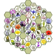   Mešanica semen avtohtonih madžarskih cvetlic divjih rastlin Čebela Ne? 5g