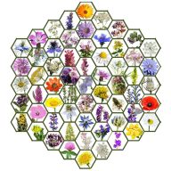   Mešanica semen madžarskih avtohtonih cvetlic Wildflower Zümmögde 50g