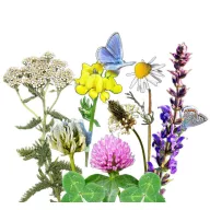   Vadvirágom avtohtona madžarska mešanica cvetnih semen Virteča pratrata 50 g