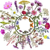   Moje divje cvetje avtohtona madžarska mešanica cvetnih semen Privablja metulje 2.0 5 g