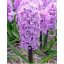 Cvetlična čebulica Hyacinth Purple Voice 5 kosov JUB
