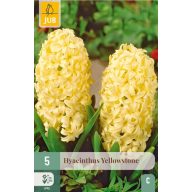 Cvet Čebulice Hyacinth Yellowstone 5 kosov JUB