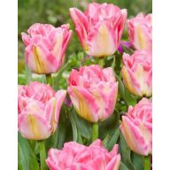 Cvetlična čebulica Tulipan Pink Delight 7 kosov JUB