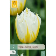Cvetlična čebulica Tulipan Lemon Beauty 7 kosov JUB