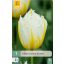 Cvetlična čebulica Tulipan Lemon Beauty 7 kosov JUB