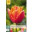 Cvetlična čebulica tulipan neverjetni papagaj 7 kosov JUB