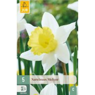 Čebulice Narcisa Melyor 5 kosov JUB