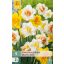 Čebulice narcisov Dubbel/Double Mix 5 kosov JUB