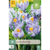 Cvetlične čebulice Kokos Pickwick 10 kosov JUB