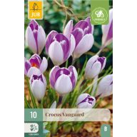 Cvetlične čebulice Krókusz Vanguard 10 kosov JUB