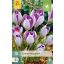 Cvetlične čebulice Krókusz Vanguard 10 kosov JUB