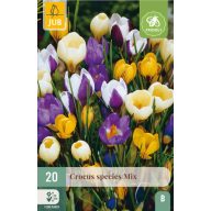 Cvetne čebulice krokusa, mešanica vrst, 20 kosov, JUB
