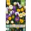 Cvetne čebulice krokusa, mešanica vrst, 20 kosov, JUB