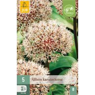 Cvetoče čebulice Okrasna čebula Karataviense 5 kosov JUB
