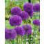 Cvetna čebulica Okrasna čebula Purple Sensation 5 kosov